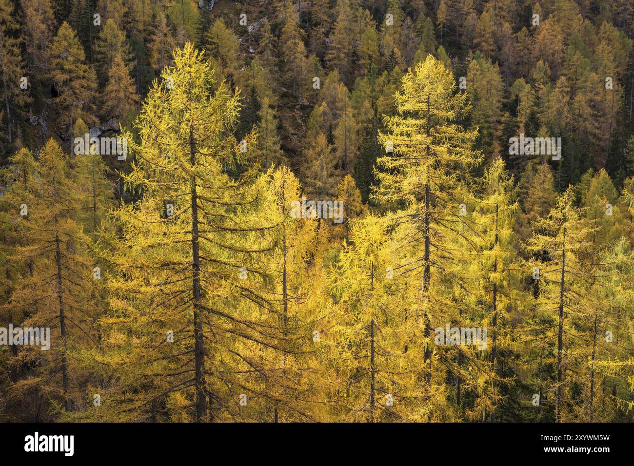 Gelbe Lärchen an den Hängen des Dachsteingebirges. Herbst. Salzkammergut, Oberösterreich, Österreich, Europa Stockfoto