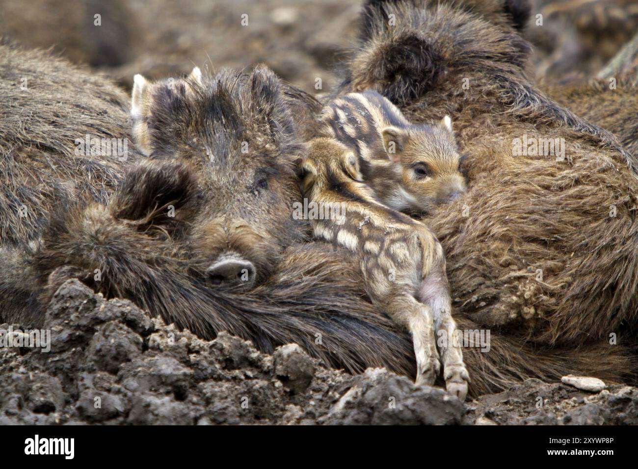 Wildschwein-Familie Stockfoto