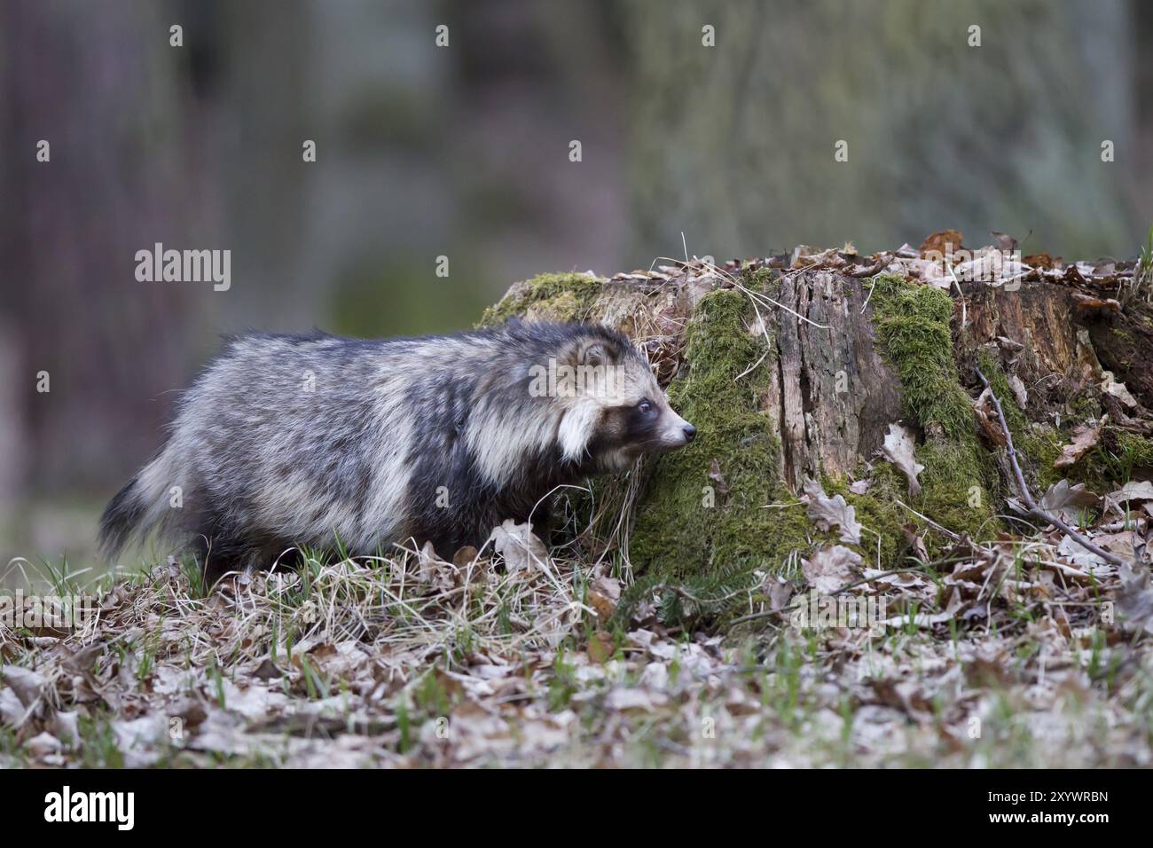 Marderhund, Nyctereutes procyonoides, Marderhund Stockfoto