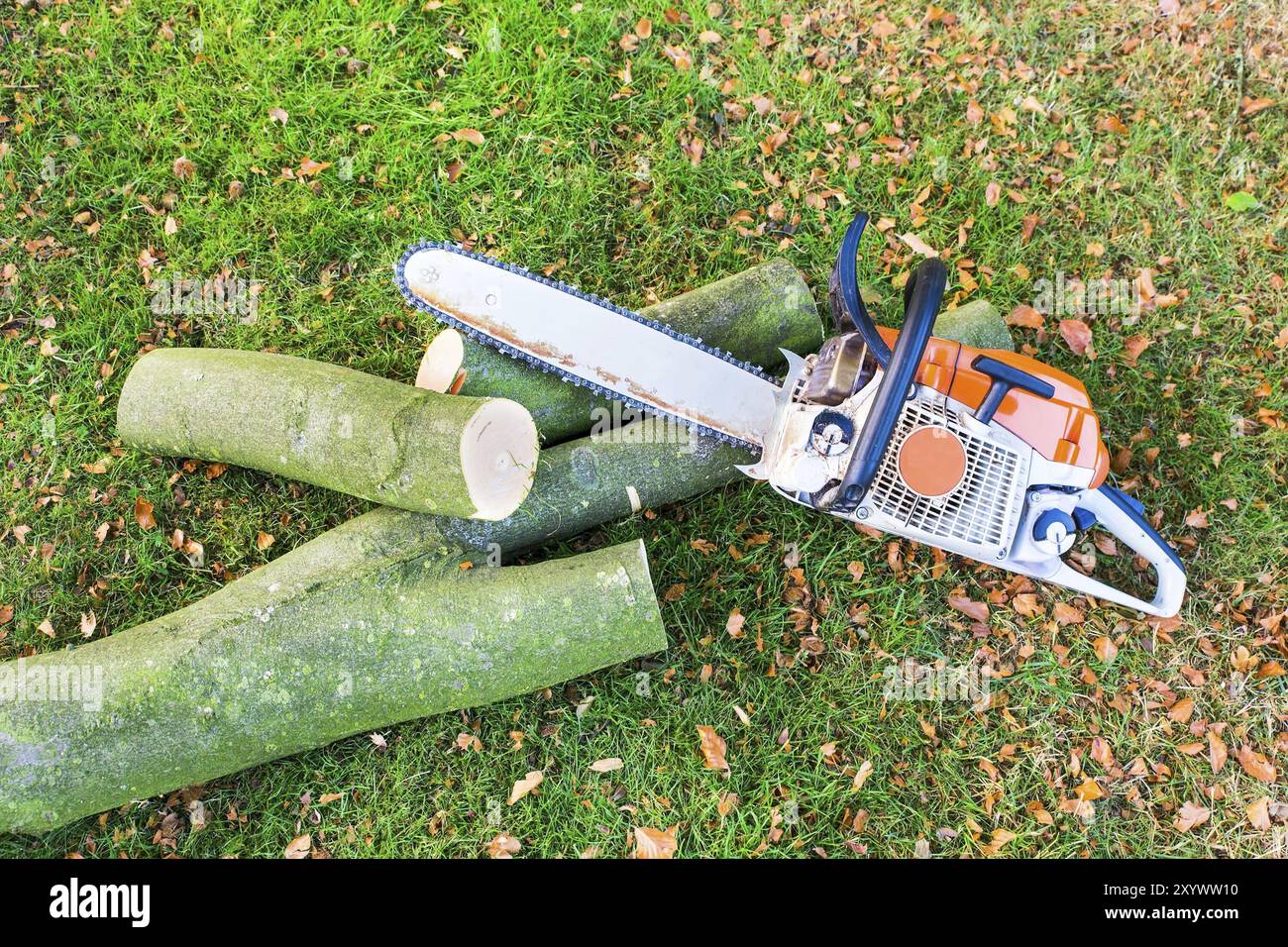 Kette Säge mit Baumstamm oder Ast auf grünem Gras Stockfoto