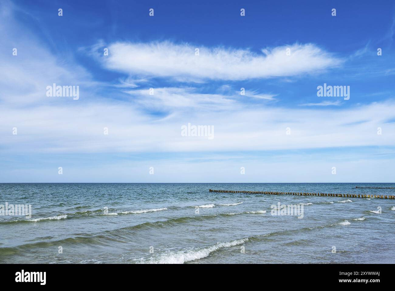 Strauchchen an der Ostseeküste bei Ahrenshoop Stockfoto