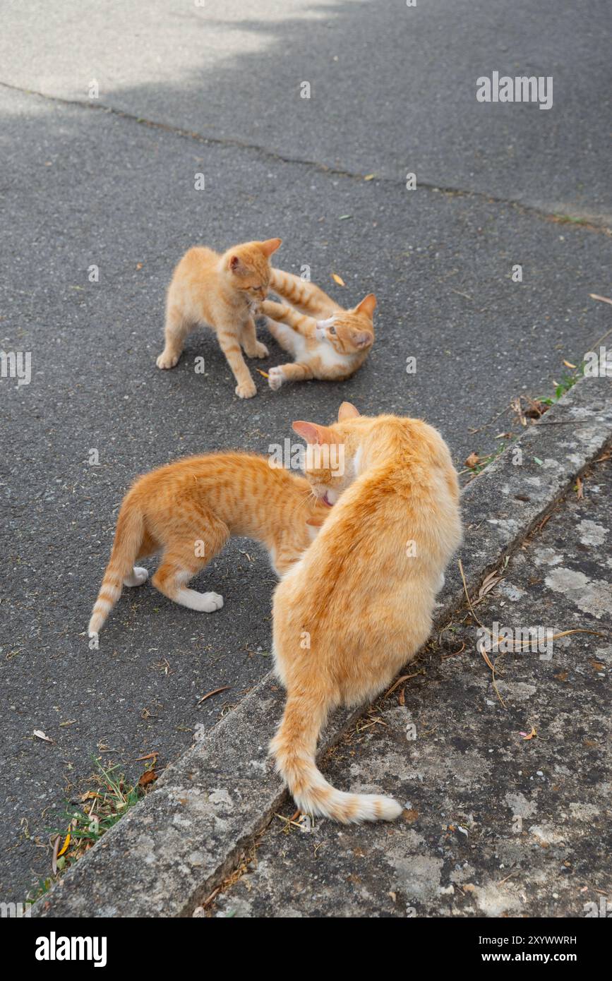 Katzenfamilie Stockfoto