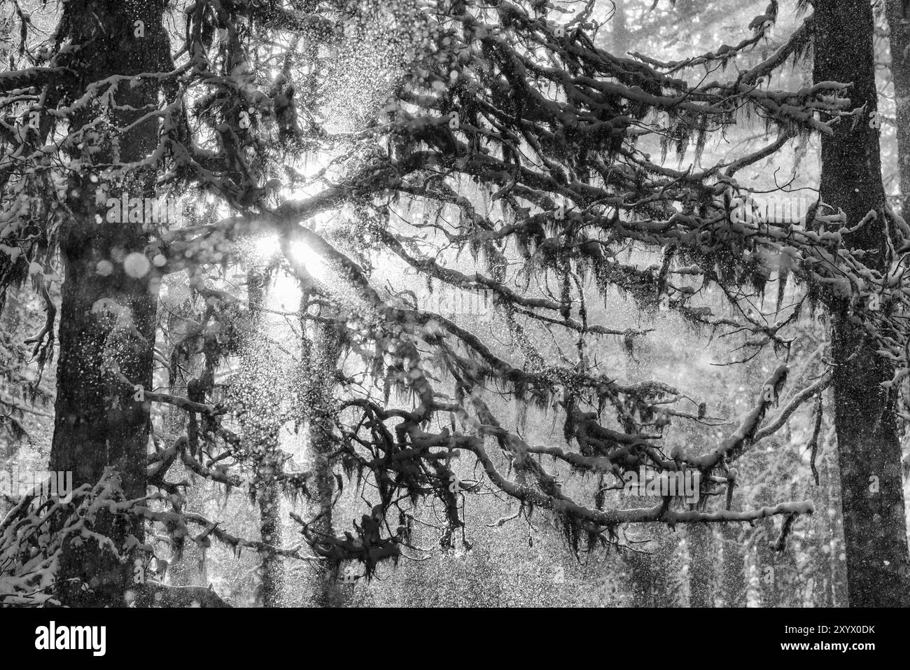 Flechtenbedeckte Äste gegen das Licht, Gaellivare, Norrbotten, Lappland, Schweden, Oktober 2013, Europa Stockfoto