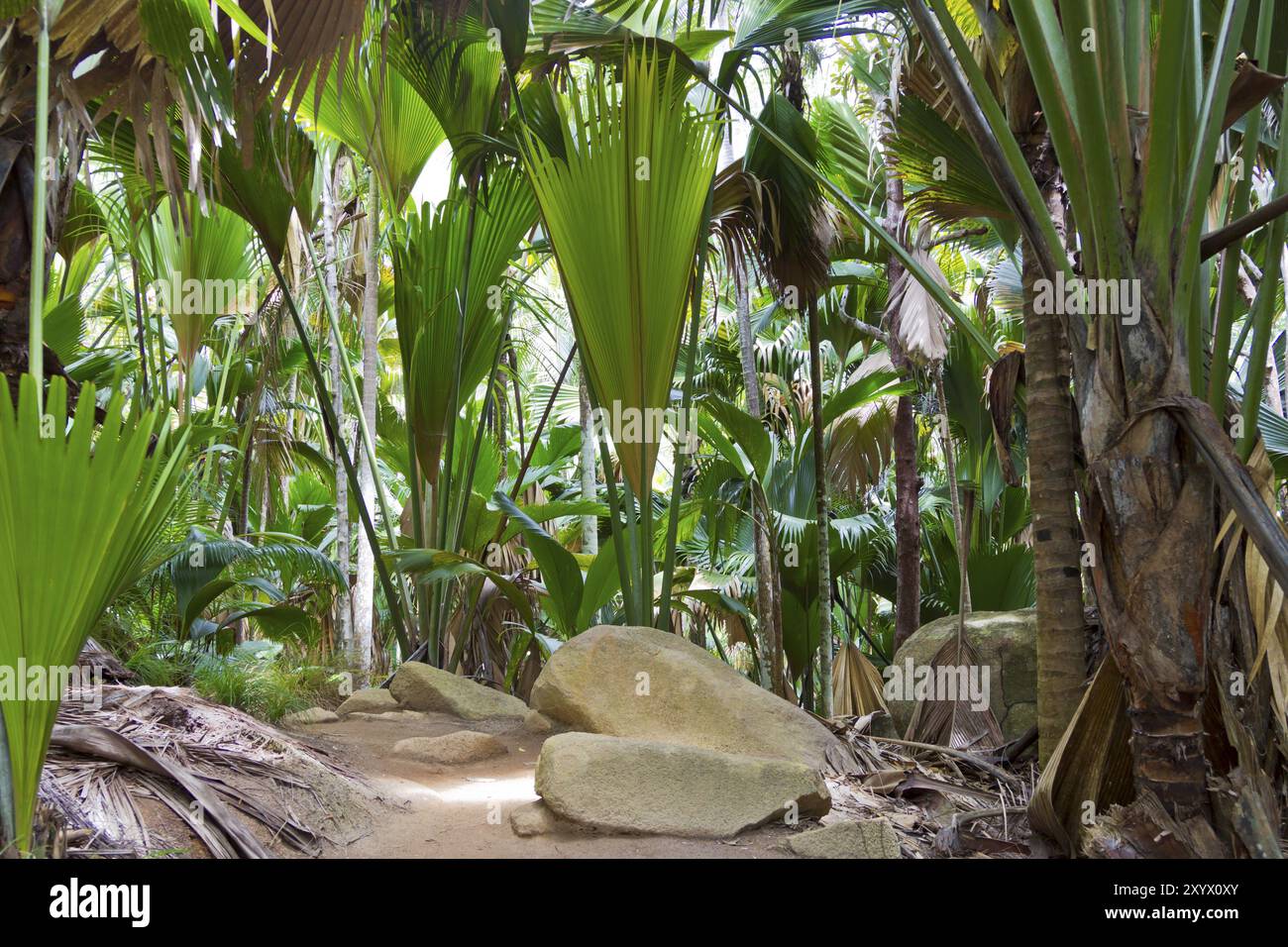 Palmendschungel, Palmendschungel Stockfoto