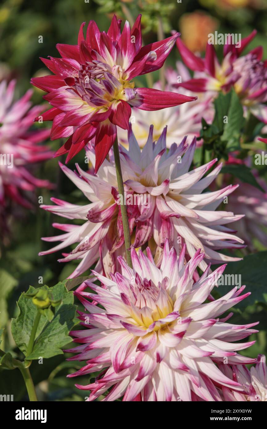 Bezaubernde rosa Dahlienblüten im Sonnenlicht in einem Blumengarten, legden, Münsterland, deutschland Stockfoto