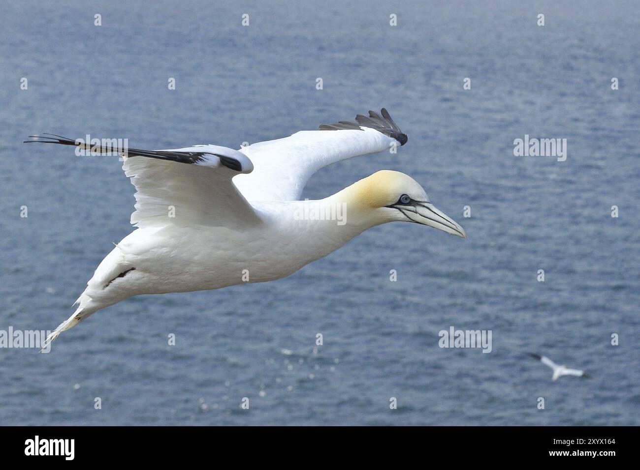 Nordtölpel (Morus bassanus) im Flug, Luftaufnahme, Helgoland, Niedersachsen, Deutschland, Europa Stockfoto