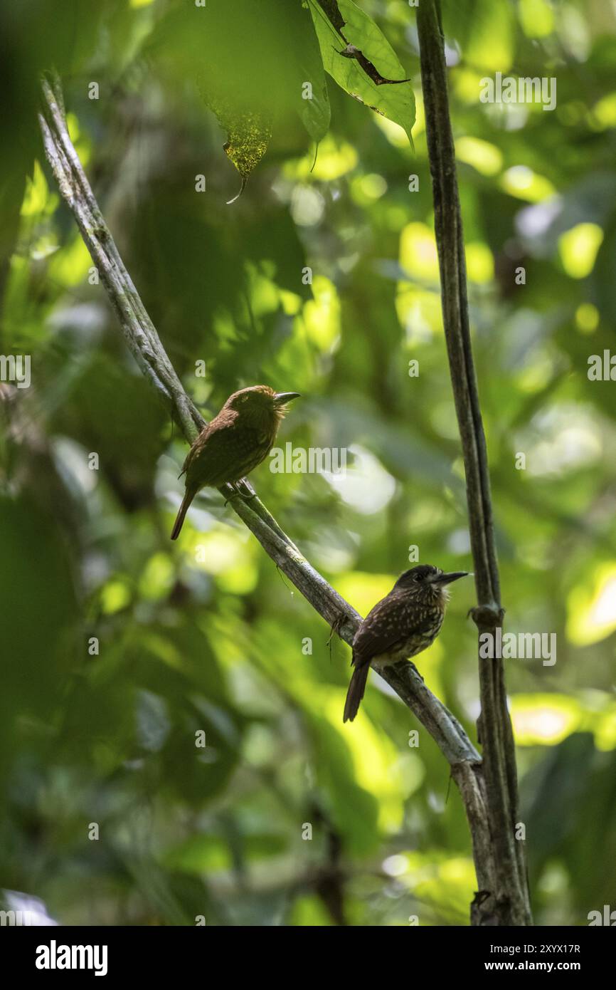 Weißschwanzpuffvogel (Malacoptila panamensis) zwei Vögel auf einem Zweig, tropischer Regenwald, Corcovado Nationalpark, Osa, Provinz Puntarena, C Stockfoto