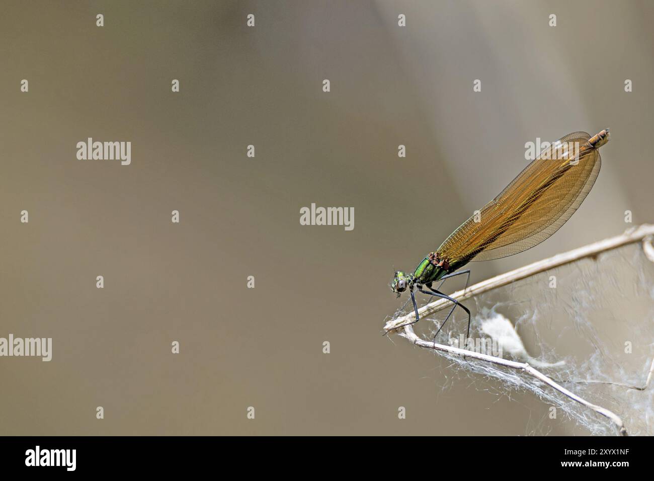 Kupferne Demoiselle, die auf einem Zweig vor einem unscharfen braunen Hintergrund mit Textraum sitzt Stockfoto