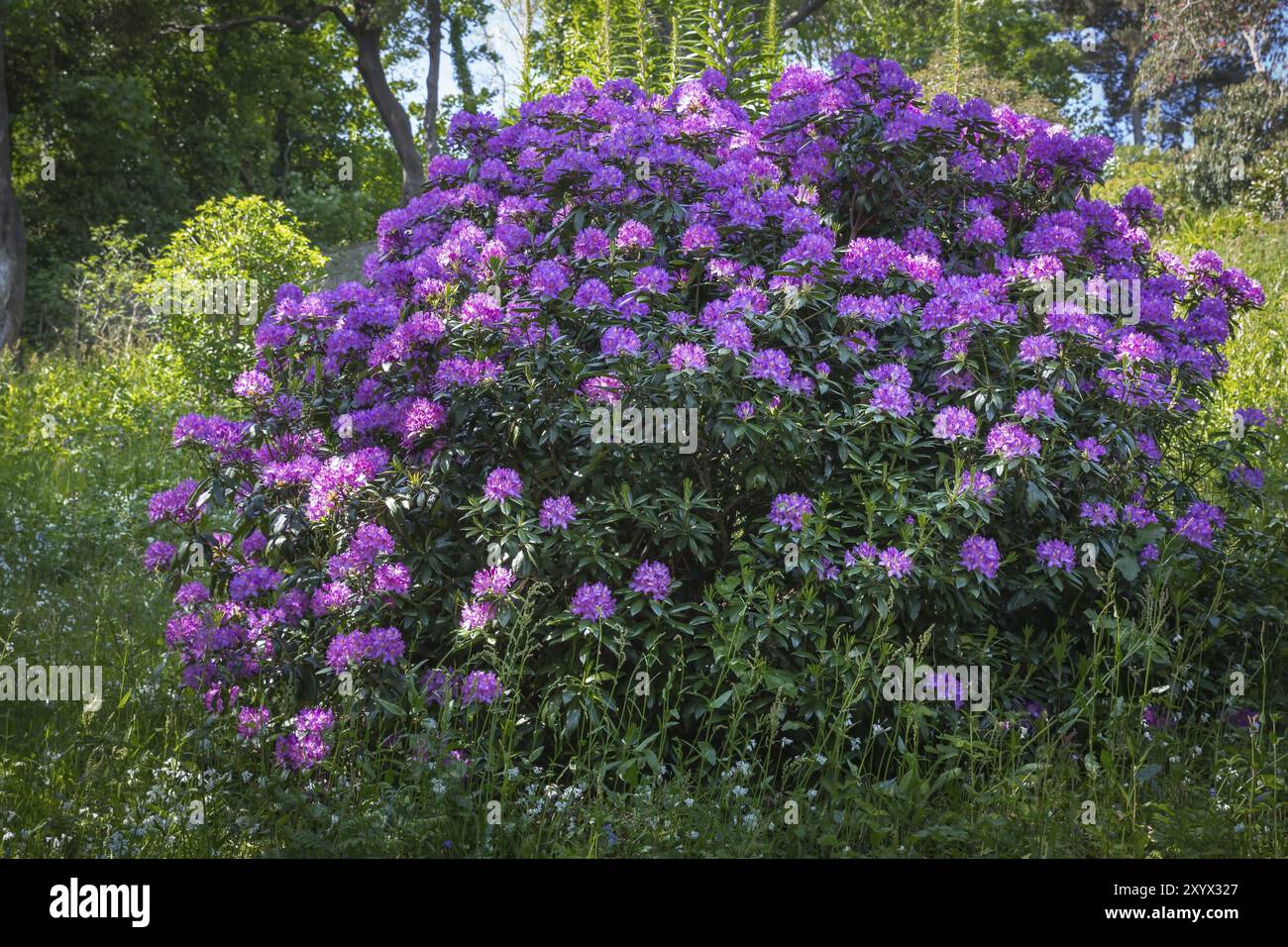 Grosser Rhododendronstrauch Stockfoto