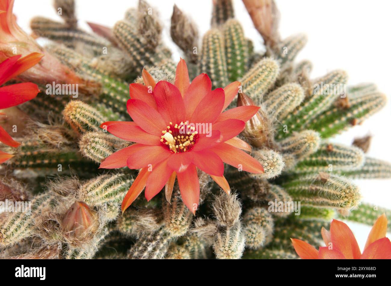 Große rote Kaktusblüte auf weißem Hintergrund Stockfoto