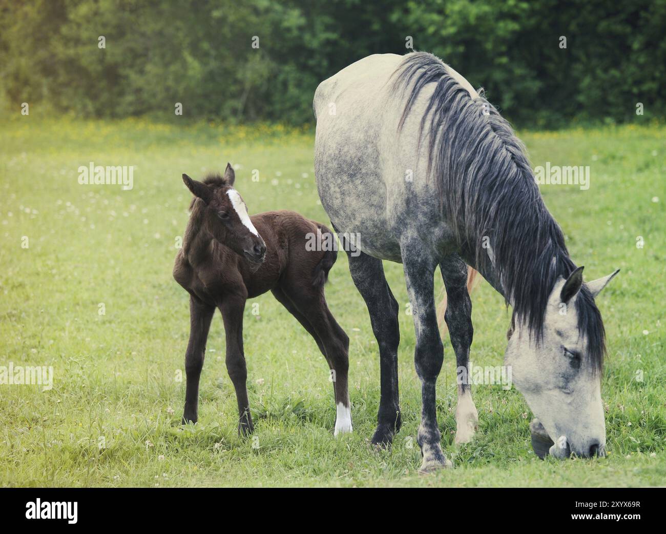 Neugeborenes Baby Pferd mit Mutter auf dem grünen Rasen. Frühling Stockfoto