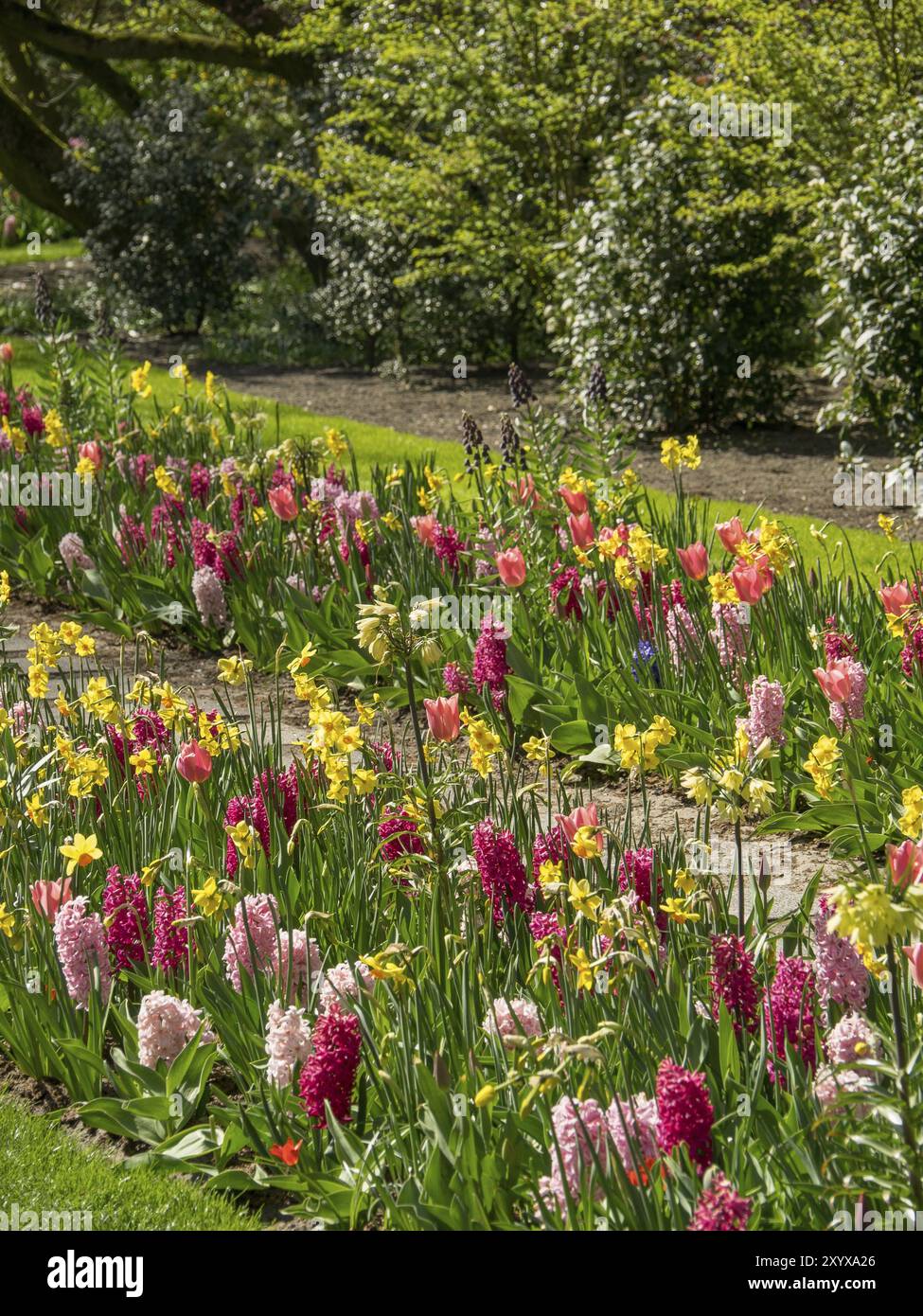 Ein farbenfrohes Blumenbeet in einem Garten mit blühenden Tulpen, Hyazinthen und Narzissen im Frühjahr, Amsterdam, Niederlande Stockfoto