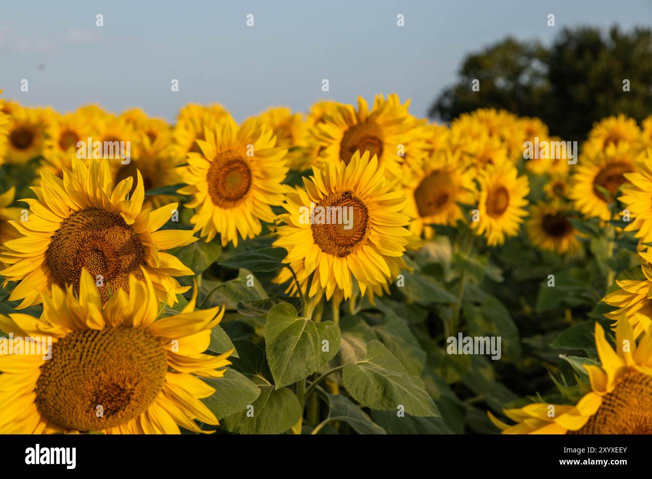 Alle Rechte vorbehalten. Stockfoto