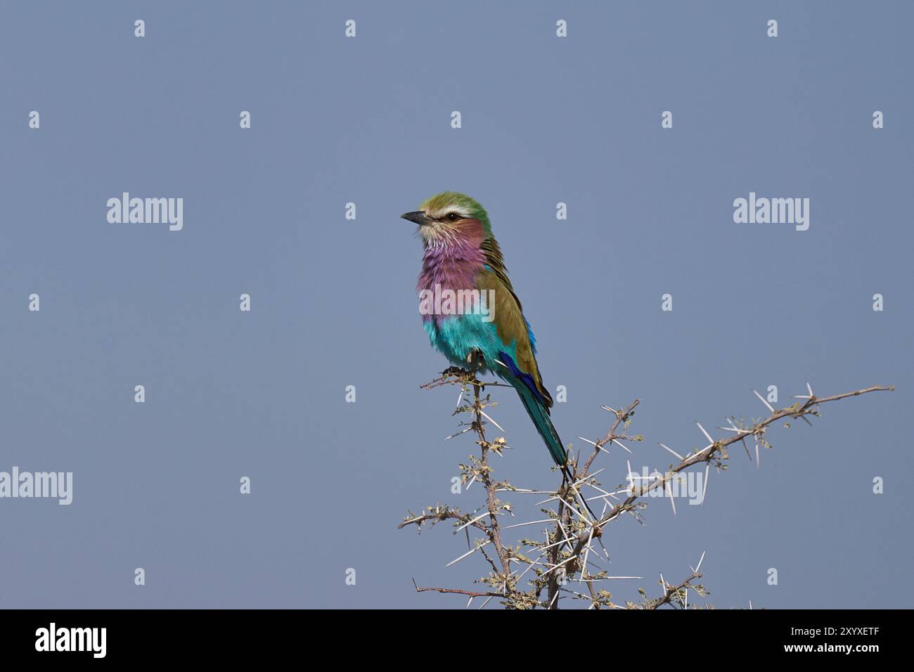 Lilafarbener Roller (Coracias caudatus), der auf einem Zweig im Etosha-Nationalpark in Namibia thront. Stockfoto