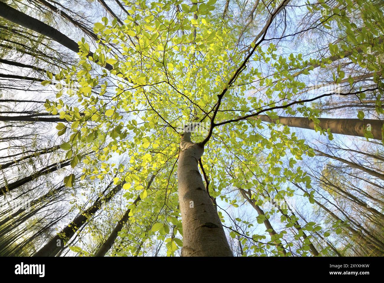 Grüne Buche im sonnigen Frühlingswald Stockfoto