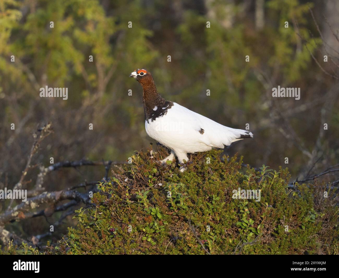 Weidenptarmigan (Lagopus lagopus), männlich, im Sommergefieder, auf der Spitze des Hügels am Rand des Holzes, Mai, Finnisch-Lappland Stockfoto