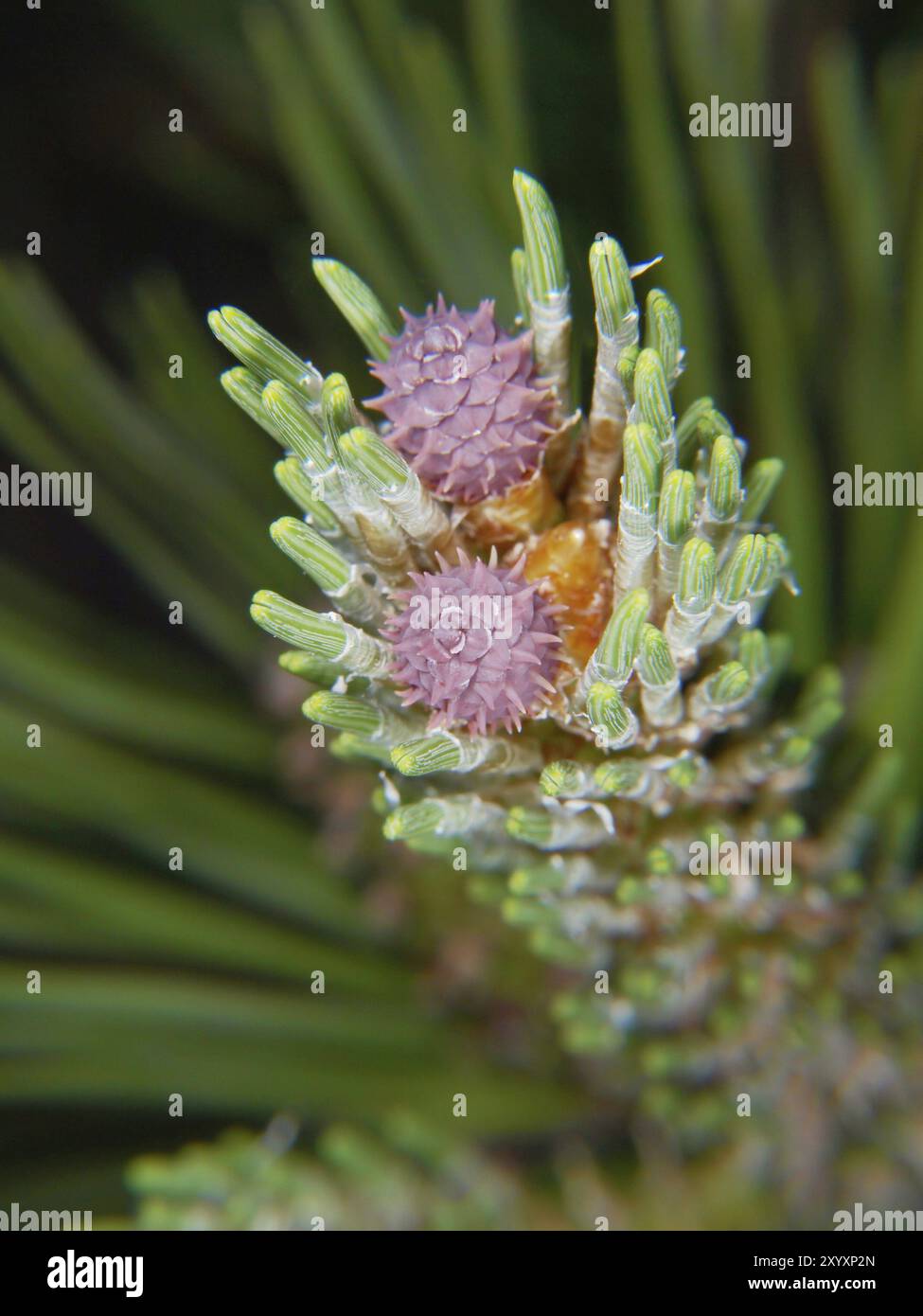 Lila Blume auf Fichtenbaum, isoliert zu immergrünen Nadeln Stockfoto