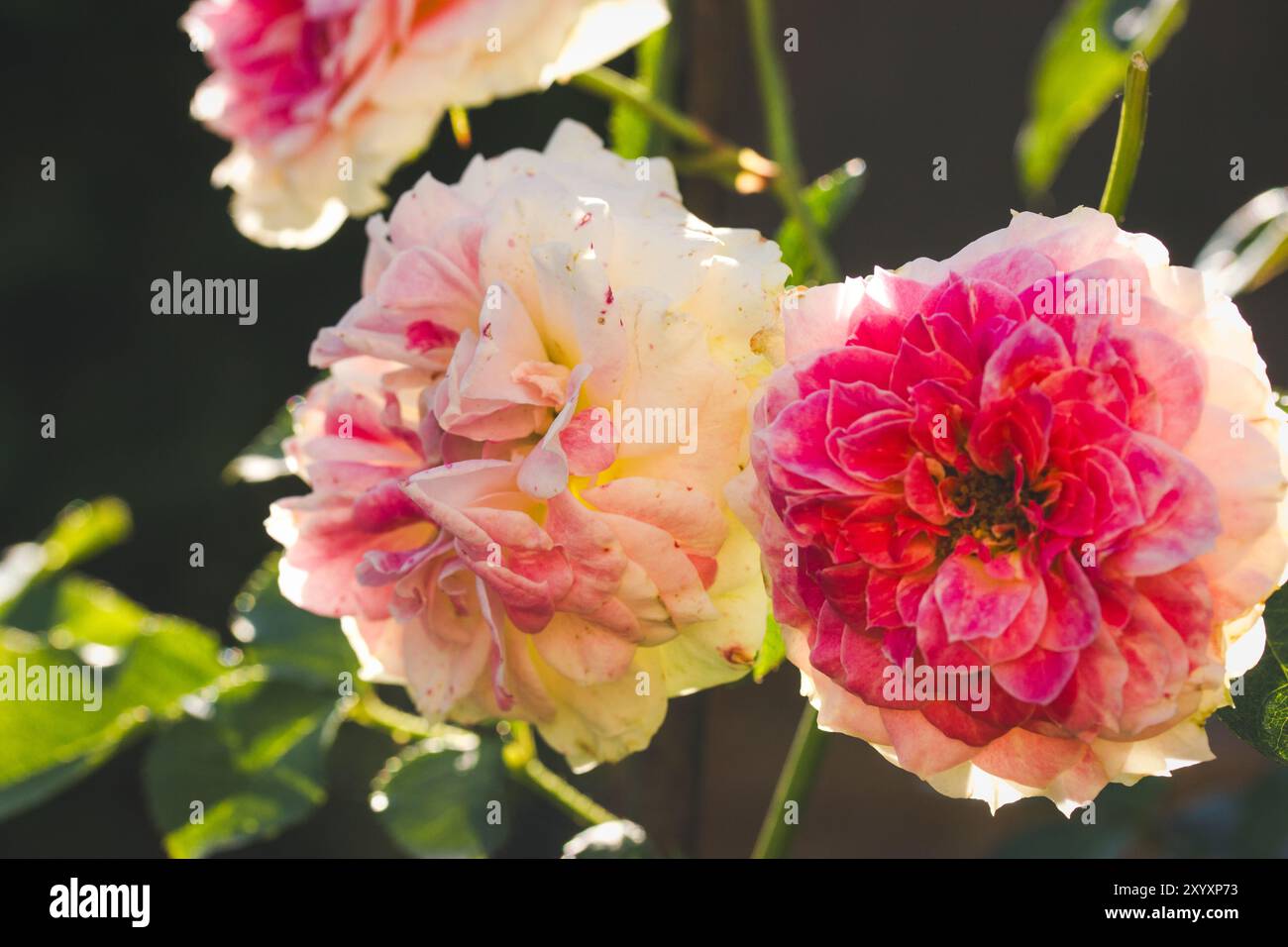 Tee-Hybrid-Rose „Maurice Utrillo“ mit rosa weiß gepunkteten Blütenblättern in Blüte. Die duftenden Blütenknospen wachsen an einem Sträucher im Sommergarten an sonnigen Tagen. Stockfoto