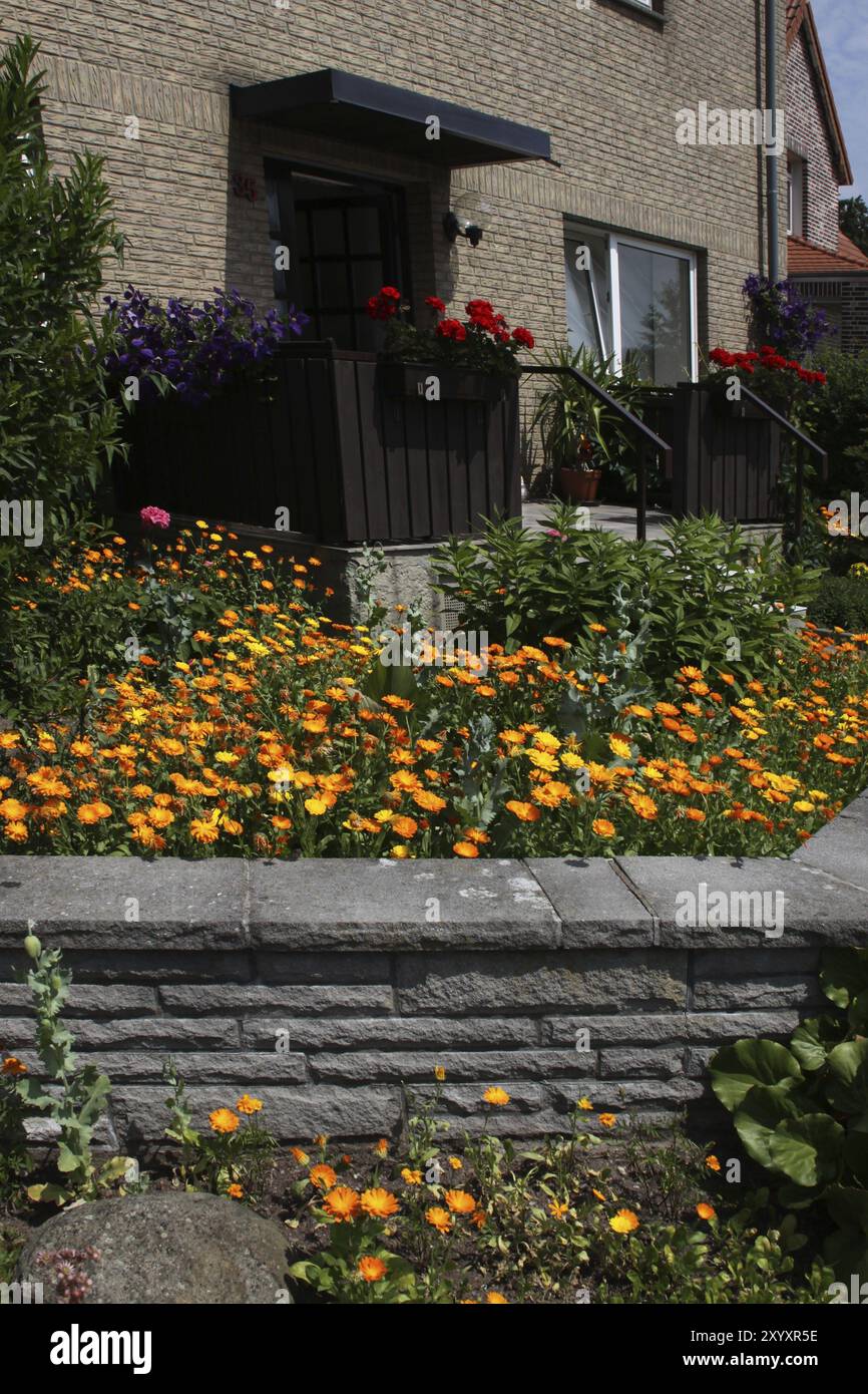 Vorgarten mit Ringelblumen Stockfoto