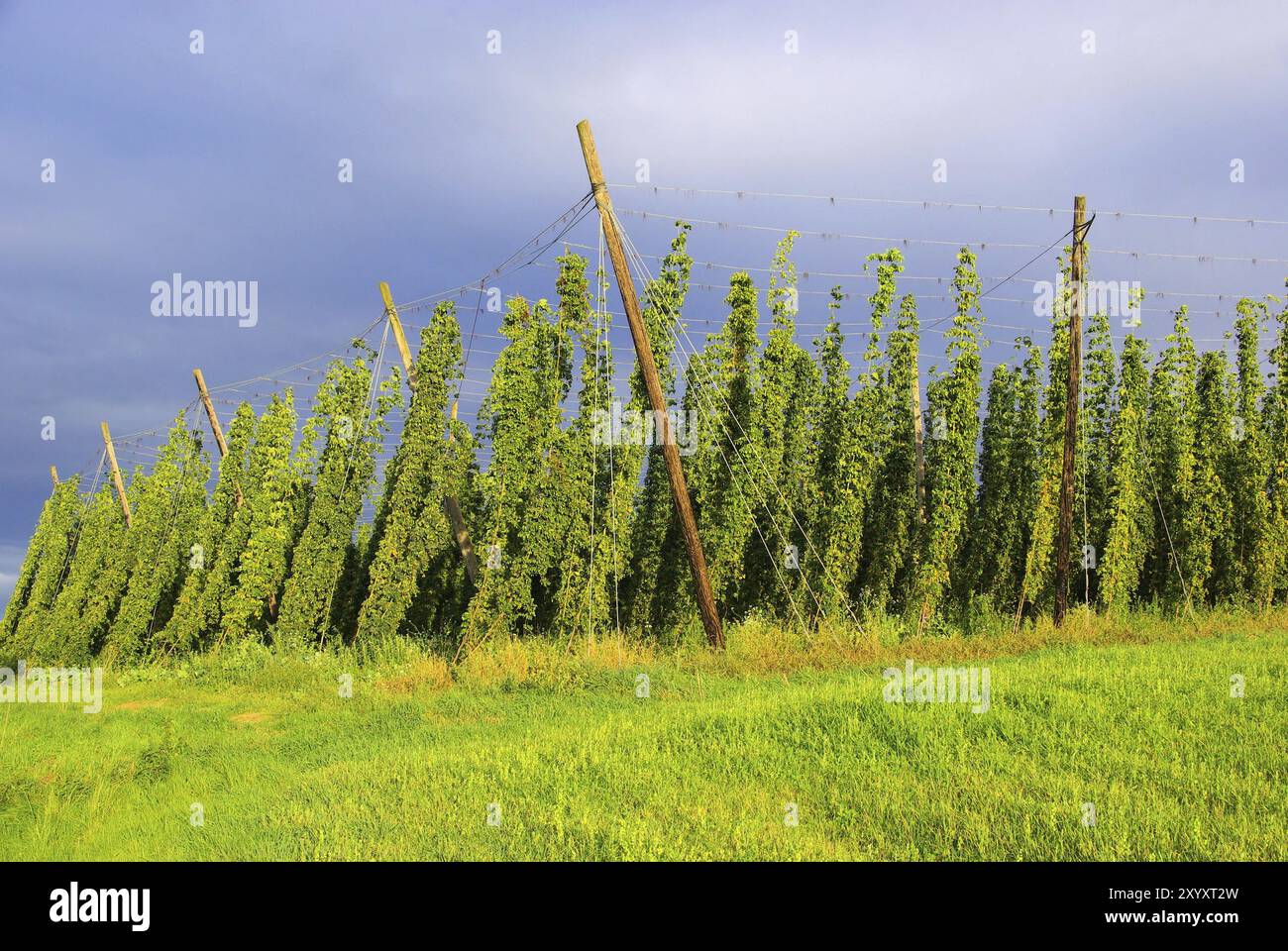 Hop Field, Hop Field 06 Stockfoto