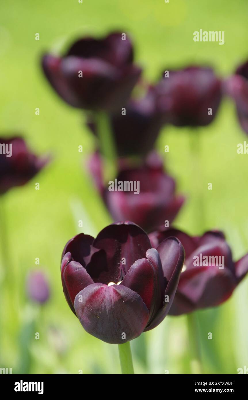 Tulpenkönigin der Nacht, Tulpenkönigin der Nacht 07 Stockfoto