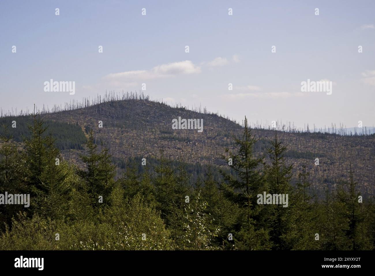 Baumtod Stockfoto