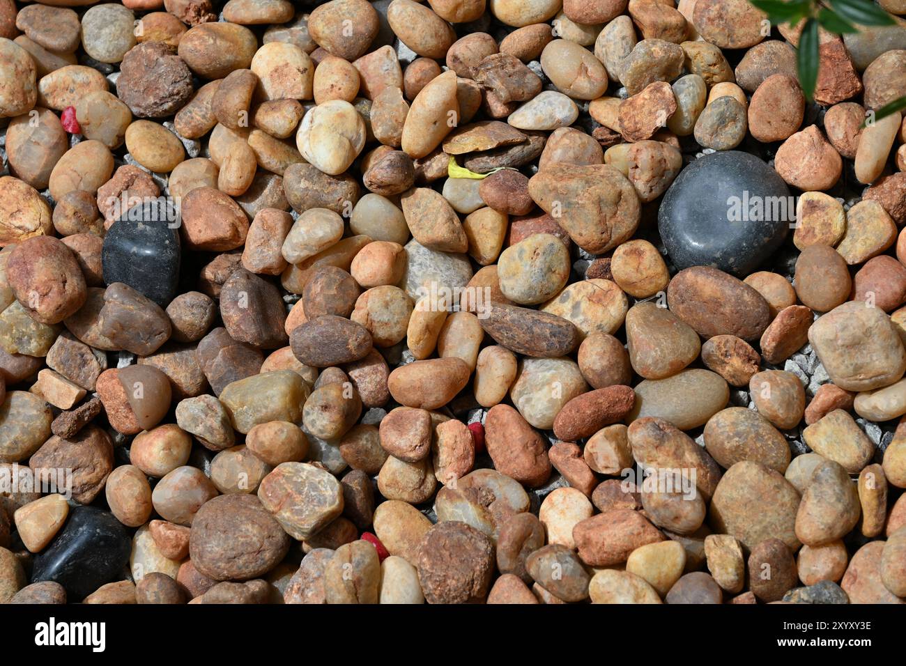 Kleine bunte Kieselsteine, die den Garten in Thiruvananthapuram, Kerala, Indien schmücken Stockfoto