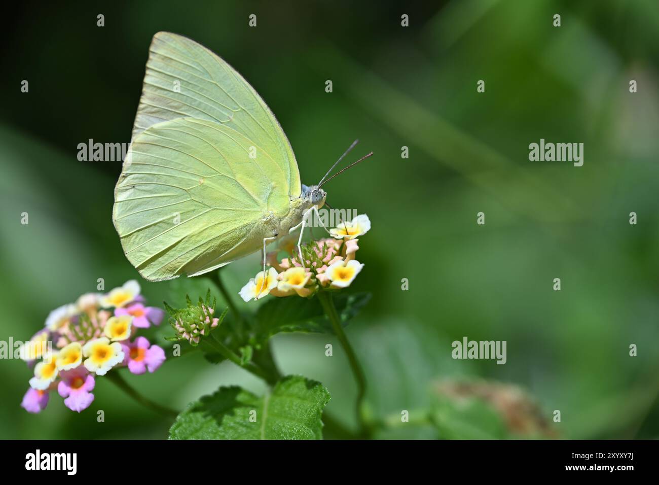 Schmetterling in Kerala (Catopsilia Pomona Butterfly) saugt Honig von Blumen Indien, Asien Stockfoto