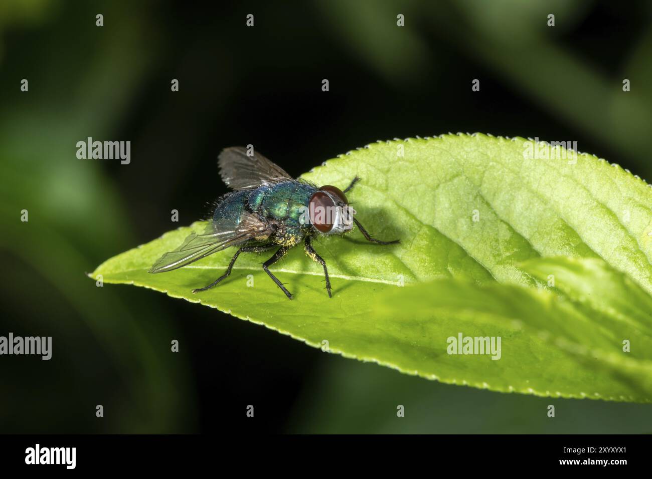 Nahaufnahme einer Fliege, die auf einem Blatt vor einem grünen Hintergrund sitzt Stockfoto