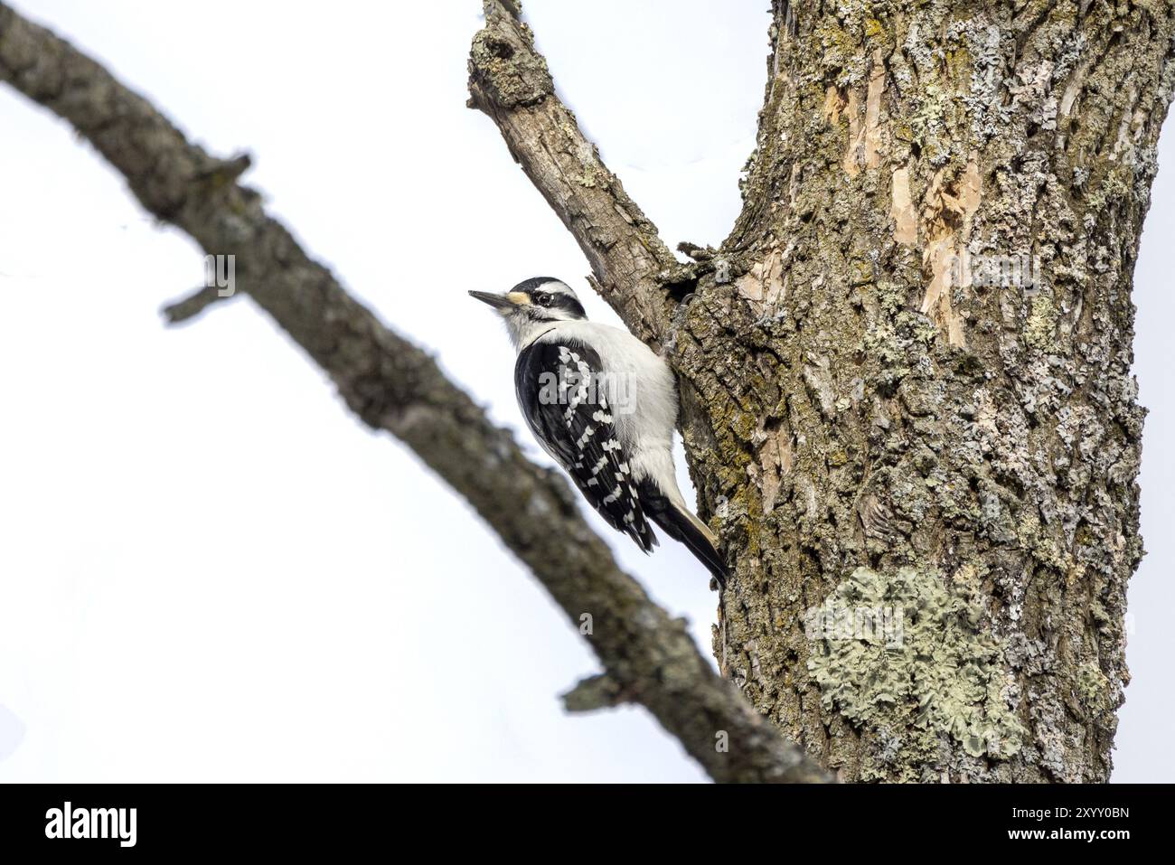 Der haarige Spechte (Leuconotopicus villosus) Naturszene aus dem Wisconsin State Park Stockfoto