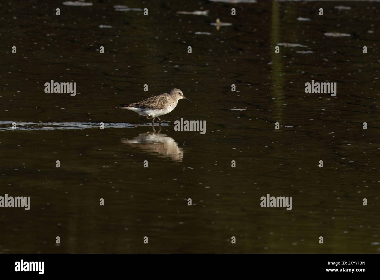 Sandpiper (Calidris fuscicollis) Titchwell RSPB Norfolk August 2024 Stockfoto