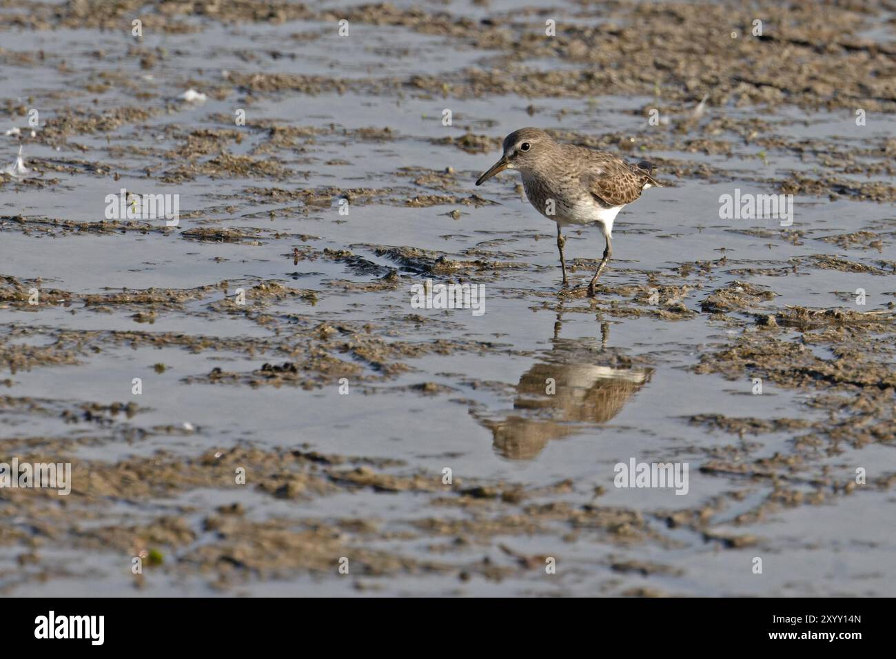 Sandpiper (Calidris fuscicollis) Titchwell RSPB Norfolk August 2024 Stockfoto