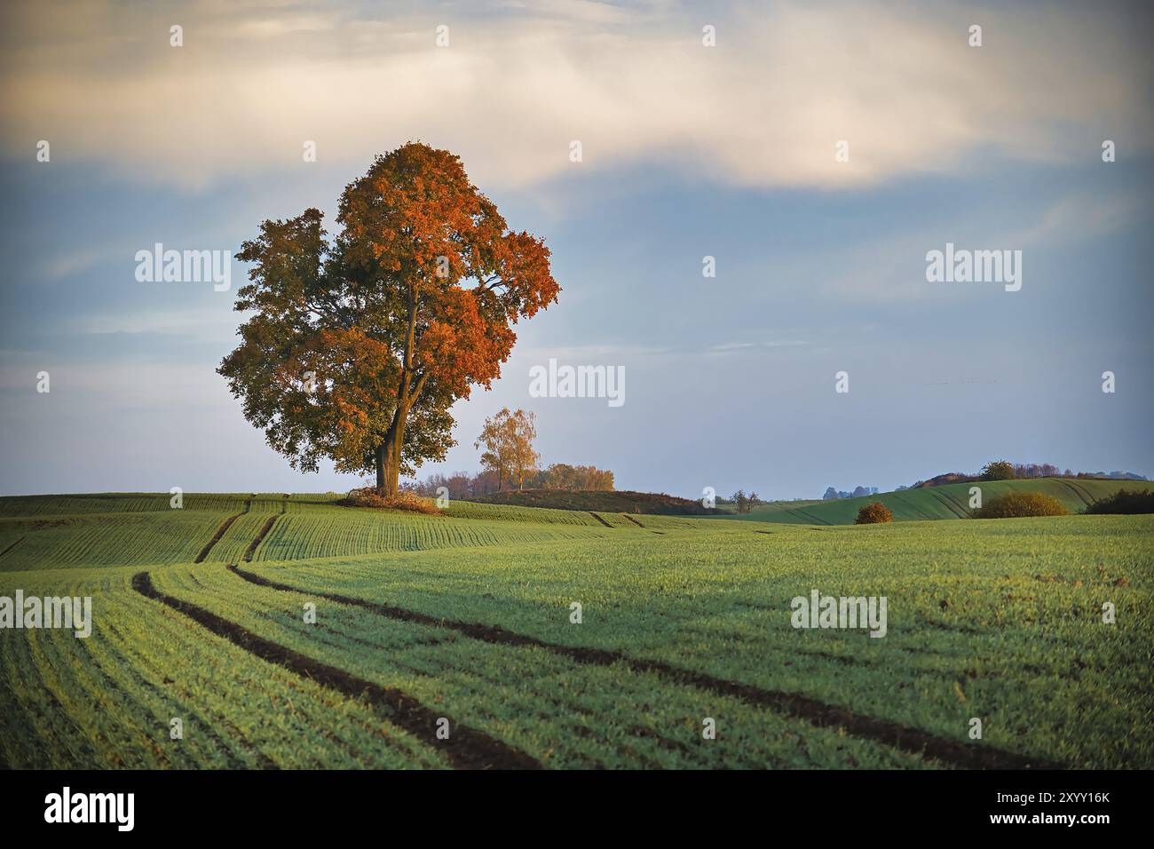 Wunderschöne und friedliche Landschaft mit großen üppigen Bäumen mit Orangenblättern, die inmitten eines breiten, offenen Ackerfeldes stehen, auf dem sich Setzlinge erstrecken Stockfoto