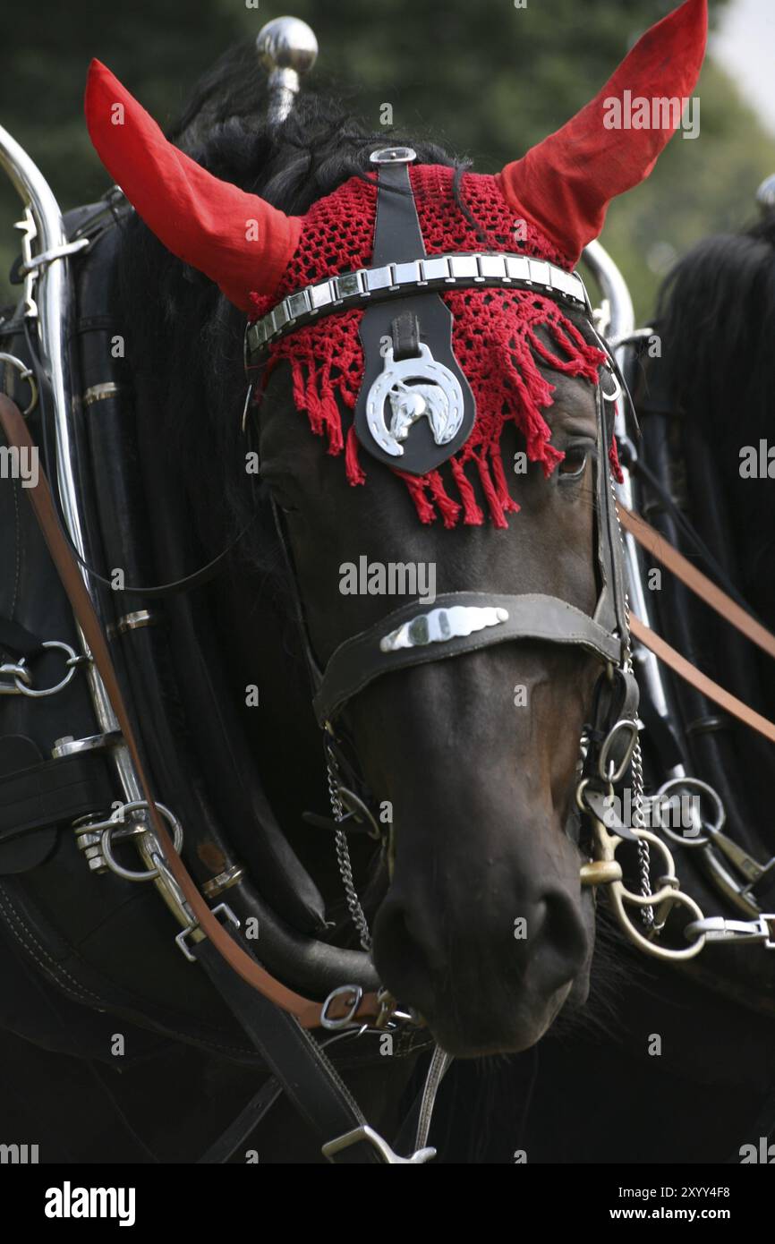 Pferd mit Ohrschmuck Stockfoto