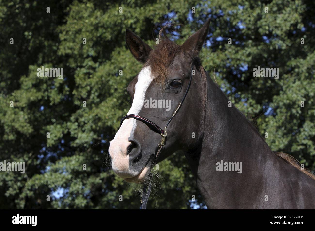 Araber Stockfoto