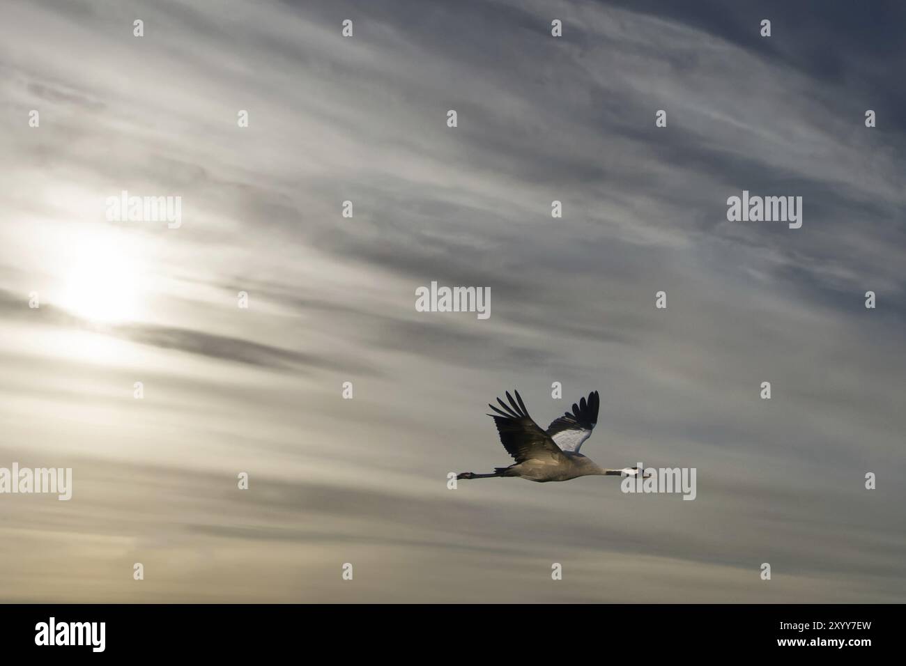 Kraniche fliegen im bewölkten Himmel. Zugvögel auf dem Darss. Wildtierfoto aus der Natur in Deutschland Stockfoto