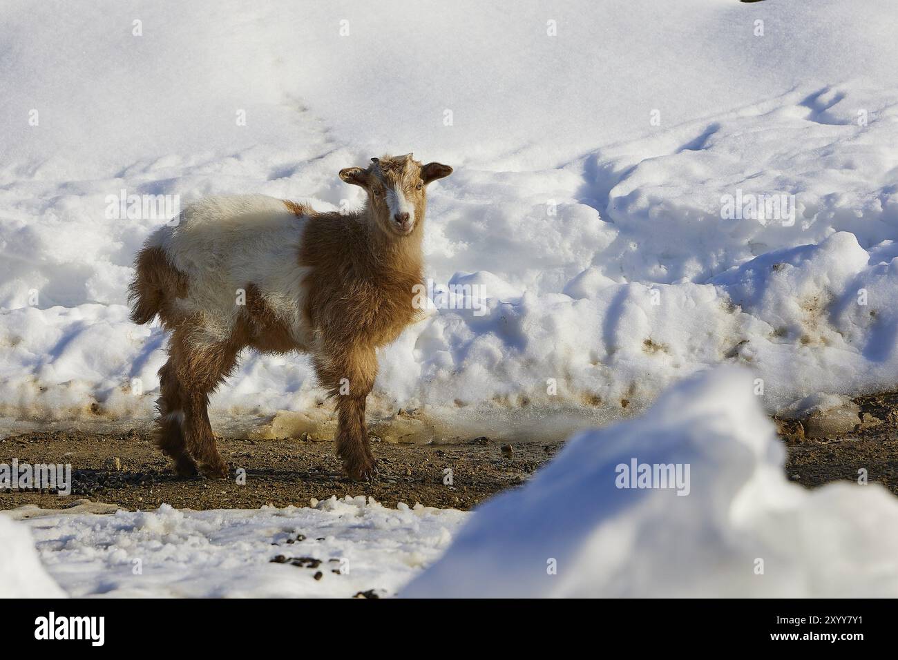 Eine junge Ziege steht im schneebedeckten Gelände, in der Nähe von Therissos, Lefka Ori, White Mountains, Bergmassiv, westen, Kreta, Griechenland, Europa Stockfoto