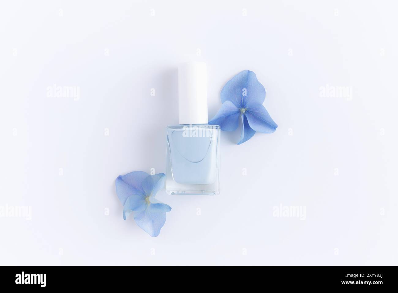 Flach legen mit Hortensia blauen Blütenblättern mit blauem Nagellack in einer transparenten Glasflasche auf weißem Hintergrund. Natürliche Maniküre und Pediküre Konzept Stockfoto