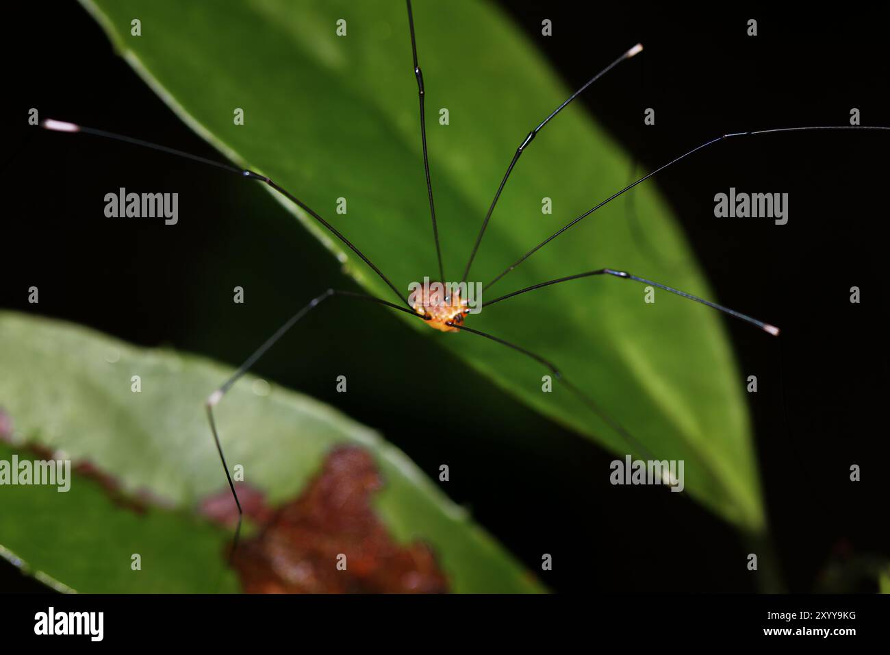 Makrofoto eines einsamen Sensenmanns auf einem grünen Blatt. Die Beine der Spinne sind lang und dünn, und ihr kleiner, runder Körper befindet sich in der Bildmitte. Stockfoto