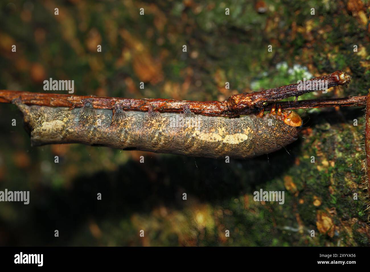 Eine Nahaufnahme einer haarigen, rötlich-braunen raupe, die auf einem dünnen Zweig liegt. Die Karosserie der raupe ist mit feinen Haaren bedeckt, und ihre Farbe steht im Kontrast zu Stockfoto