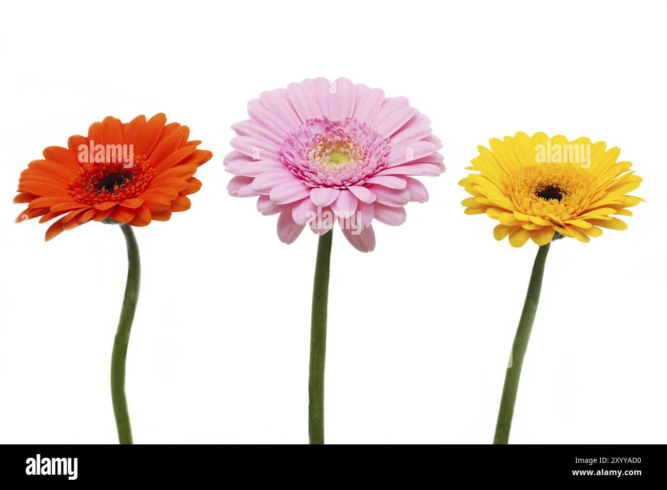 Drei bunte Gerbera-Blüten auf weißem Hintergrund Stockfoto