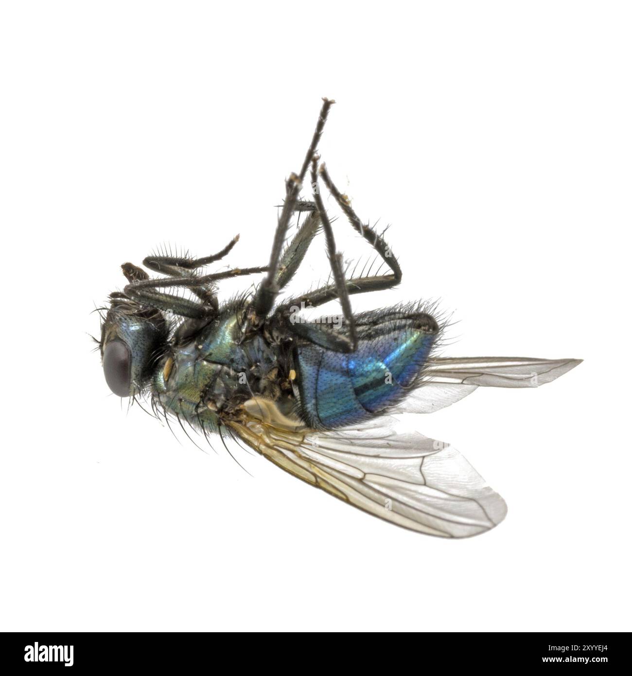 Nahaufnahme einer toten Fliege, die auf dem Rücken liegt Stockfoto