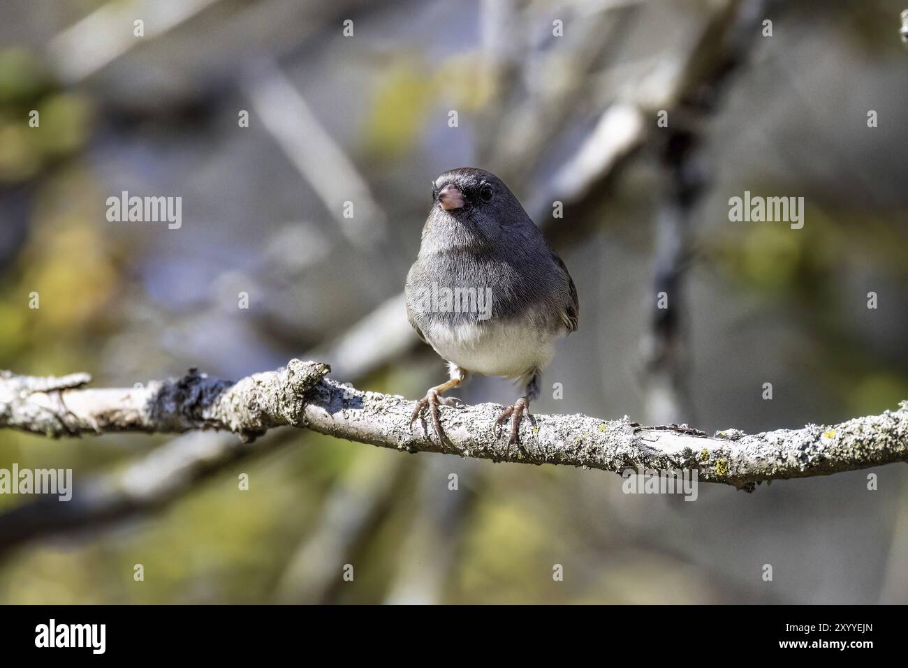 Der dunkeläugige Junco (Junco hyemalis), männlich am Zweig Stockfoto