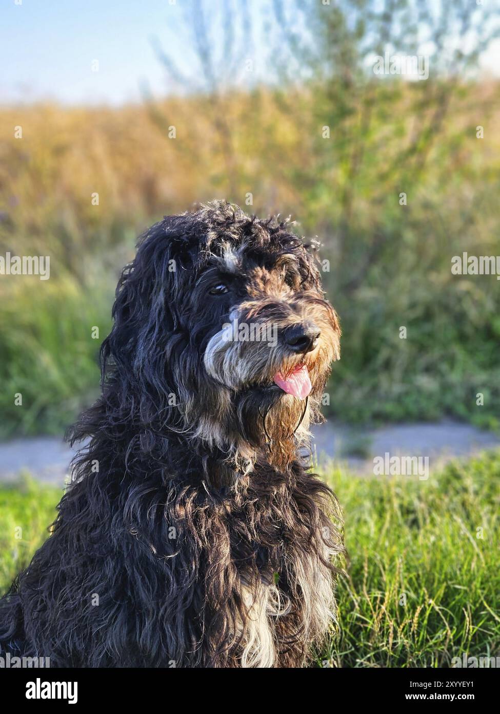 Goldendoodelhund sitzt auf der Wiese. Schwarzes Doodle mit Phantomzeichnung. Schönes, treues Haustier in der Natur. Tierfoto Stockfoto