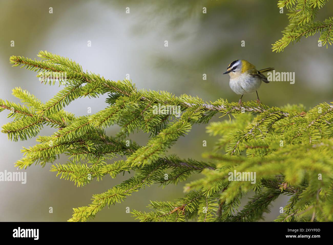 Goldcrest, Regulus Ignicapillus, Lude, Berggebiet, Lude, Steiermark, Slowenien, Europa Stockfoto