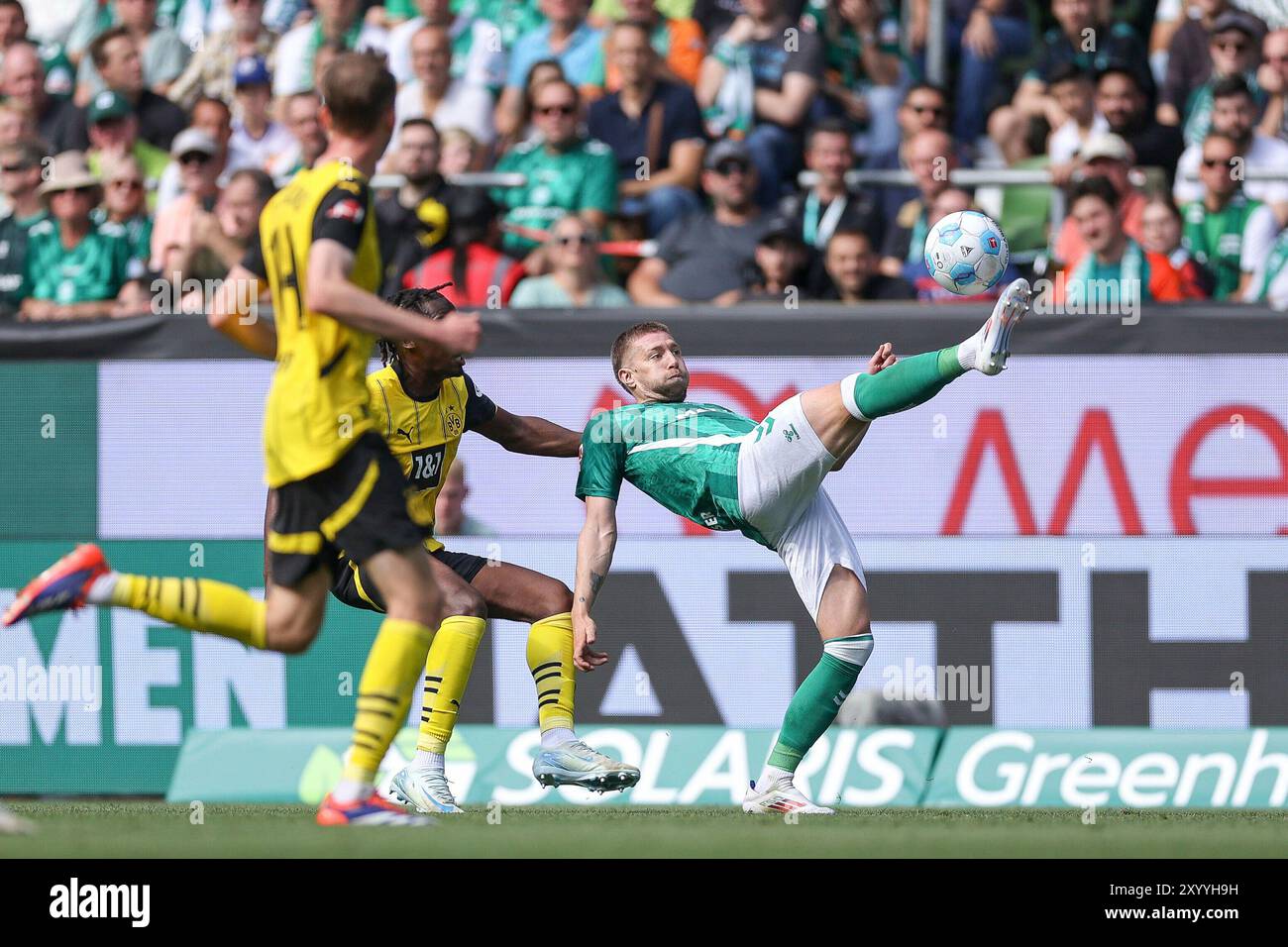 Bremen, Deutschland. 31. August 2024. 31.08.2024, Fussball, Saison 2024/2025, 1. Bundesliga, 2. Spieltag, SV Werder Bremen - Borussia Dortmund, v. l. Jamie Jermaine Bynoe-Gittens (Borussia Dortmund), Mitchell Weiser (SV Werder Bremen), Foto: Dennis Ewert/RHR-FOTO/dpa/Alamy Live News Stockfoto