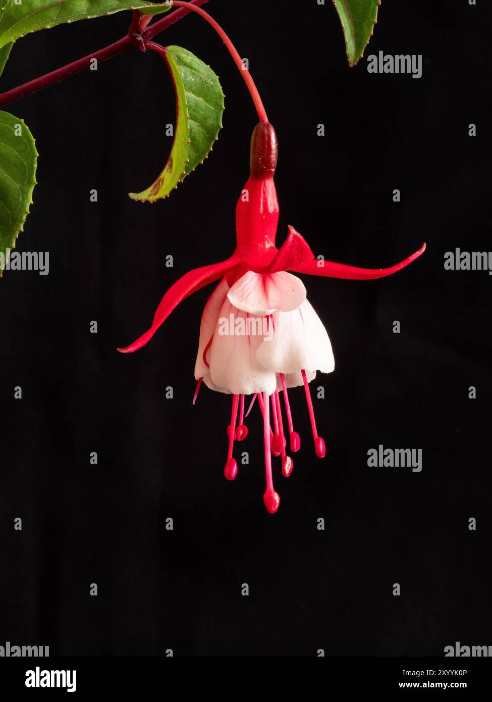 Nahaufnahme einer einzelnen rot-weißen Blume von Fuchsia „Schneekappe“ auf schwarzem Hintergrund Stockfoto
