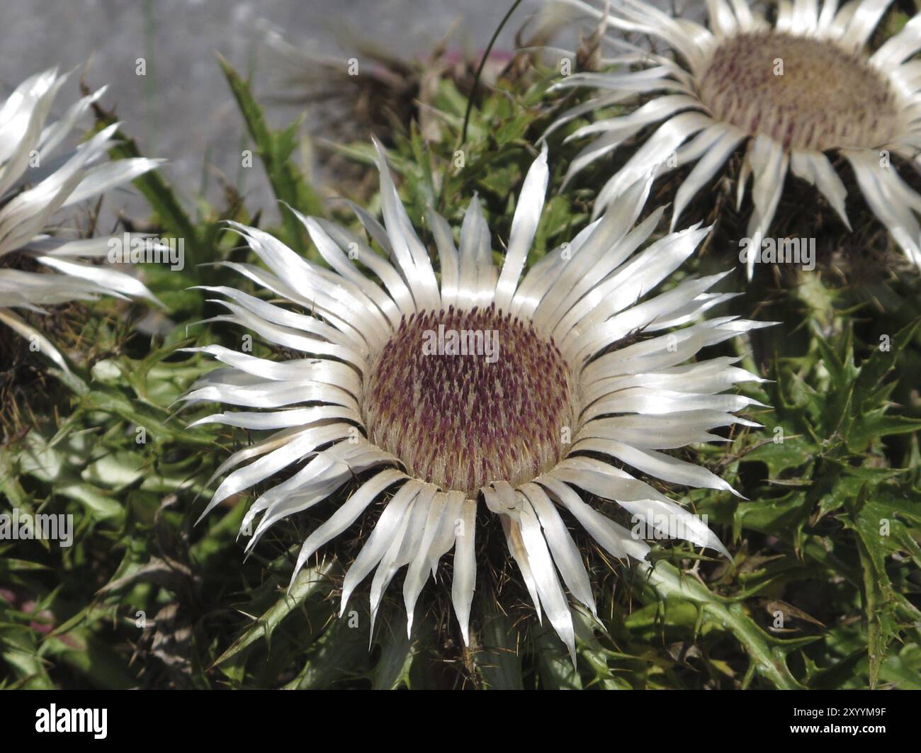 Seltene Silberdisteln Stockfoto