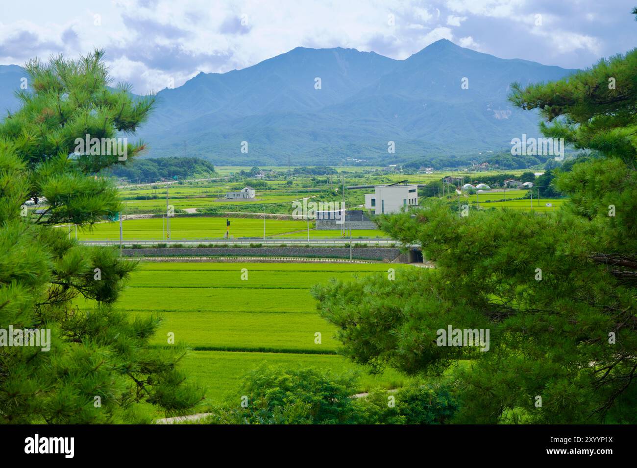 Goseong County, Südkorea - 28. Juli 2024: Ein ruhiger Blick auf üppiges Ackerland und ferne Berge, umrahmt von Kiefern, die die ländliche Schönheit einfangen Stockfoto