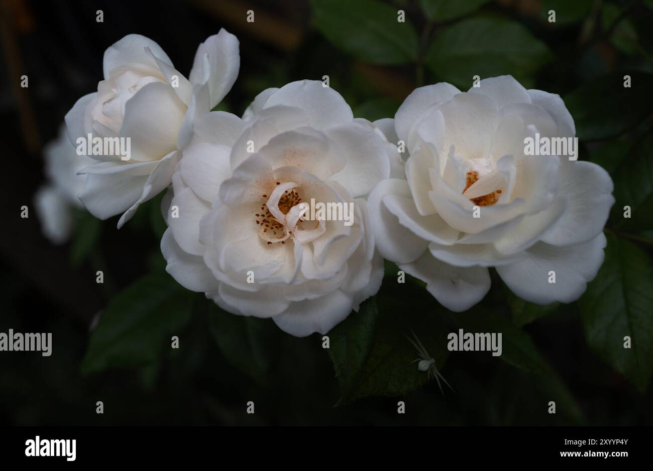 White Rose bekannt als Dads Rose Thaxted Essex UK 31 August 2024 gepflanzt im Jahr 1986 von meiner Mutter, als mein Vater starb und in meinen Garten in Thaxted E transplantiert wurde Stockfoto